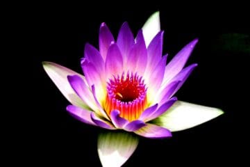 money attraction rbsudha.com life coach and astrologer