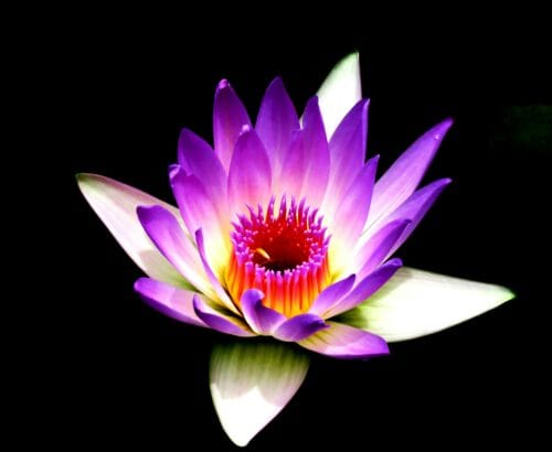 money attraction rbsudha.com life coach and astrologer