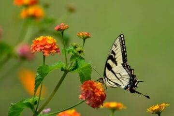 money attraction rbsudha.com life coach and astrologer