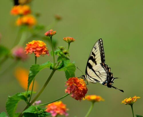 money attraction rbsudha.com life coach and astrologer