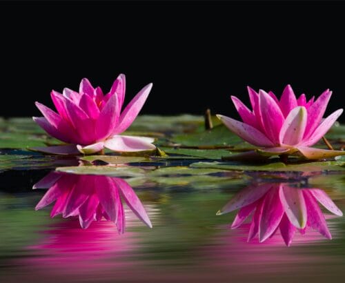 money attraction rbsudha.com life coach and astrologer