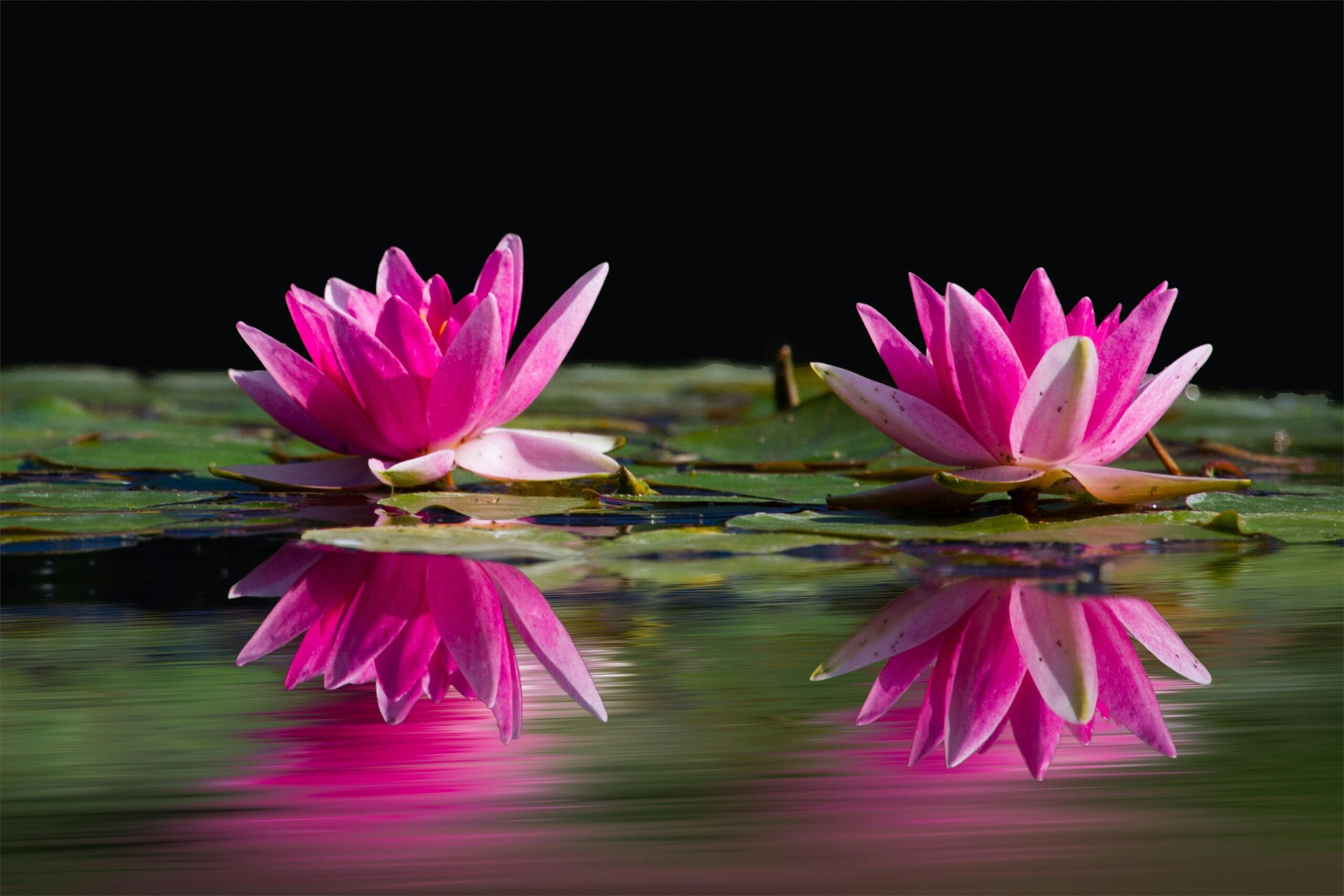 money attraction rbsudha.com life coach and astrologer