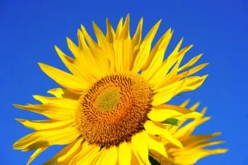 money attraction rbsudha.com life coach and astrologer