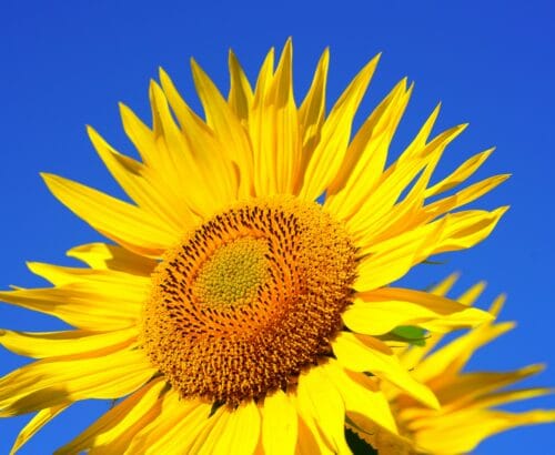 money attraction rbsudha.com life coach and astrologer